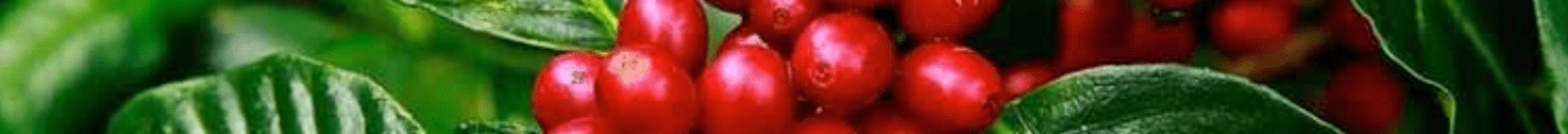 Captura de Pantalla 2021-08-03 a les 0.19.26